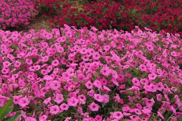 Supertunia Vista Bubblegumjpg